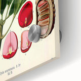 Vintage Botanical Illustration Art | Cola Acuminata Wall Art