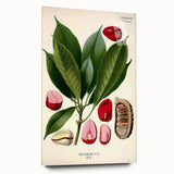 Vintage Botanical Illustration Art | Cola Acuminata Wall Art