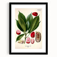 Vintage Botanical Illustration Art | Cola Acuminata Wall Art