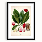 Vintage Botanical Illustration Art | Cola Acuminata Wall Art