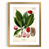 Vintage Botanical Illustration Art | Cola Acuminata Wall Art