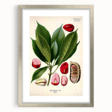 Vintage Botanical Illustration Art | Cola Acuminata Wall Art