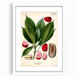 Vintage Botanical Illustration Art | Cola Acuminata Wall Art