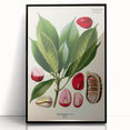 Vintage Botanical Illustration Art | Cola Acuminata Wall Art