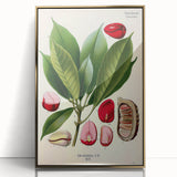 Vintage Botanical Illustration Art | Cola Acuminata Wall Art