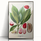 Vintage Botanical Illustration Art | Cola Acuminata Wall Art