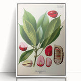 Vintage Botanical Illustration Art | Cola Acuminata Wall Art