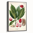 Vintage Botanical Illustration Art | Cola Acuminata Wall Art