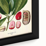 Vintage Botanical Illustration Art | Cola Acuminata Wall Art