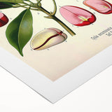 Vintage Botanical Illustration Art | Cola Acuminata Wall Art