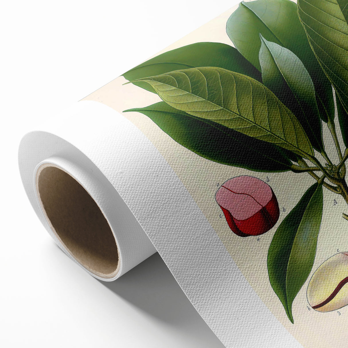 Vintage Botanical Illustration Art | Cola Acuminata Wall Art