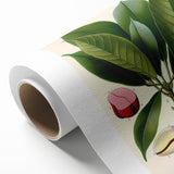 Vintage Botanical Illustration Art | Cola Acuminata Wall Art