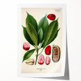 Vintage Botanical Illustration Art | Cola Acuminata Wall Art