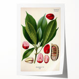 Vintage Botanical Illustration Art | Cola Acuminata Wall Art