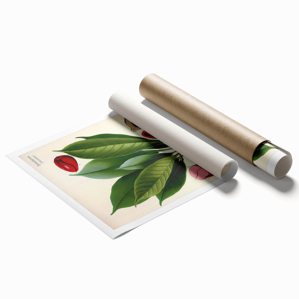 Vintage Botanical Illustration Art | Cola Acuminata Wall Art