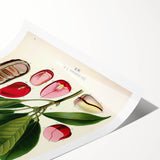 Vintage Botanical Illustration Art | Cola Acuminata Wall Art