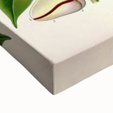 Vintage Botanical Illustration Art | Cola Acuminata Wall Art