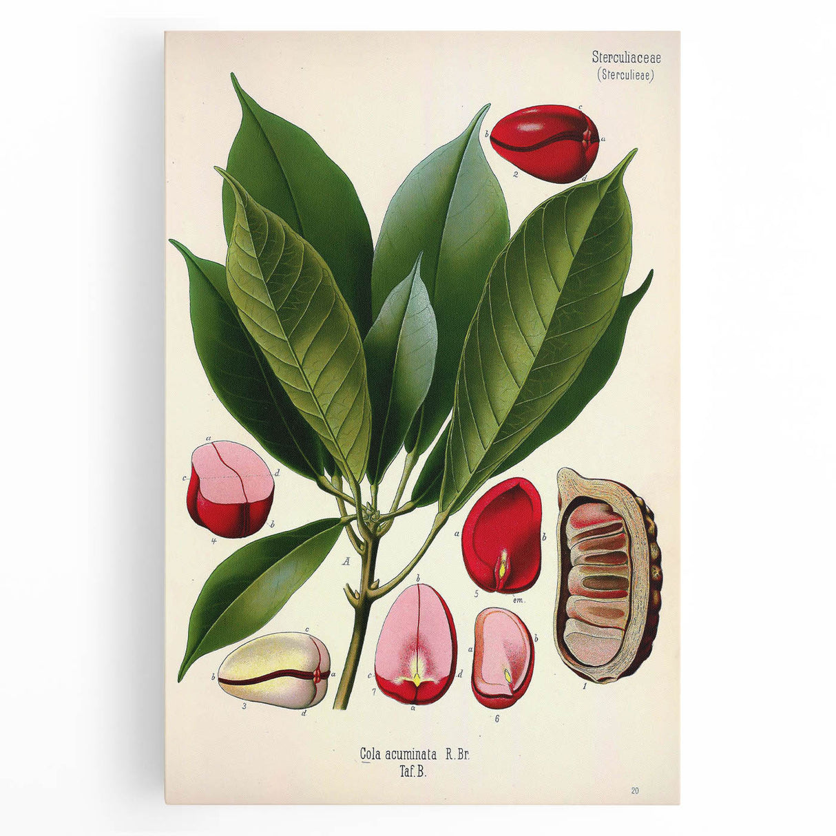 Vintage Botanical Illustration Art | Cola Acuminata Wall Art