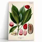 Vintage Botanical Illustration Art | Cola Acuminata Wall Art
