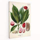 Vintage Botanical Illustration Art | Cola Acuminata Wall Art