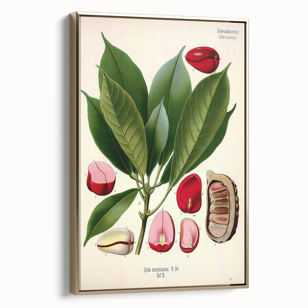 Vintage Botanical Illustration Art | Cola Acuminata Wall Art