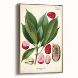 Vintage Botanical Illustration Art | Cola Acuminata Wall Art