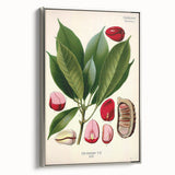 Vintage Botanical Illustration Art | Cola Acuminata Wall Art