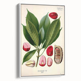 Vintage Botanical Illustration Art | Cola Acuminata Wall Art