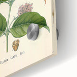 Vintage Botanical Art Print - Uncaria Gambir Gambir Plant Illustration