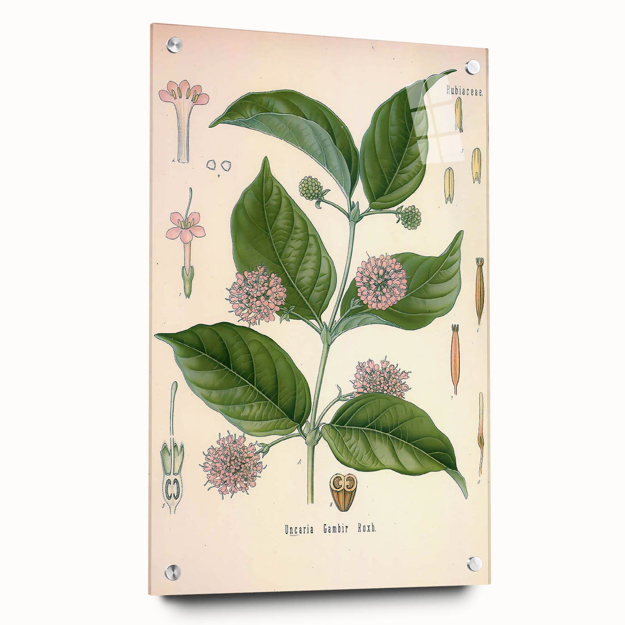 Vintage Botanical Art Print - Uncaria Gambir Gambir Plant Illustration