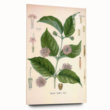 Vintage Botanical Art Print - Uncaria Gambir Gambir Plant Illustration