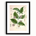 Vintage Botanical Art Print - Uncaria Gambir Gambir Plant Illustration