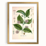 Vintage Botanical Art Print - Uncaria Gambir Gambir Plant Illustration