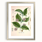 Vintage Botanical Art Print - Uncaria Gambir Gambir Plant Illustration