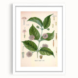 Vintage Botanical Art Print - Uncaria Gambir Gambir Plant Illustration