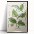 Vintage Botanical Art Print - Uncaria Gambir Gambir Plant Illustration