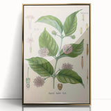 Vintage Botanical Art Print - Uncaria Gambir Gambir Plant Illustration