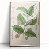 Vintage Botanical Art Print - Uncaria Gambir Gambir Plant Illustration