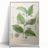 Vintage Botanical Art Print - Uncaria Gambir Gambir Plant Illustration