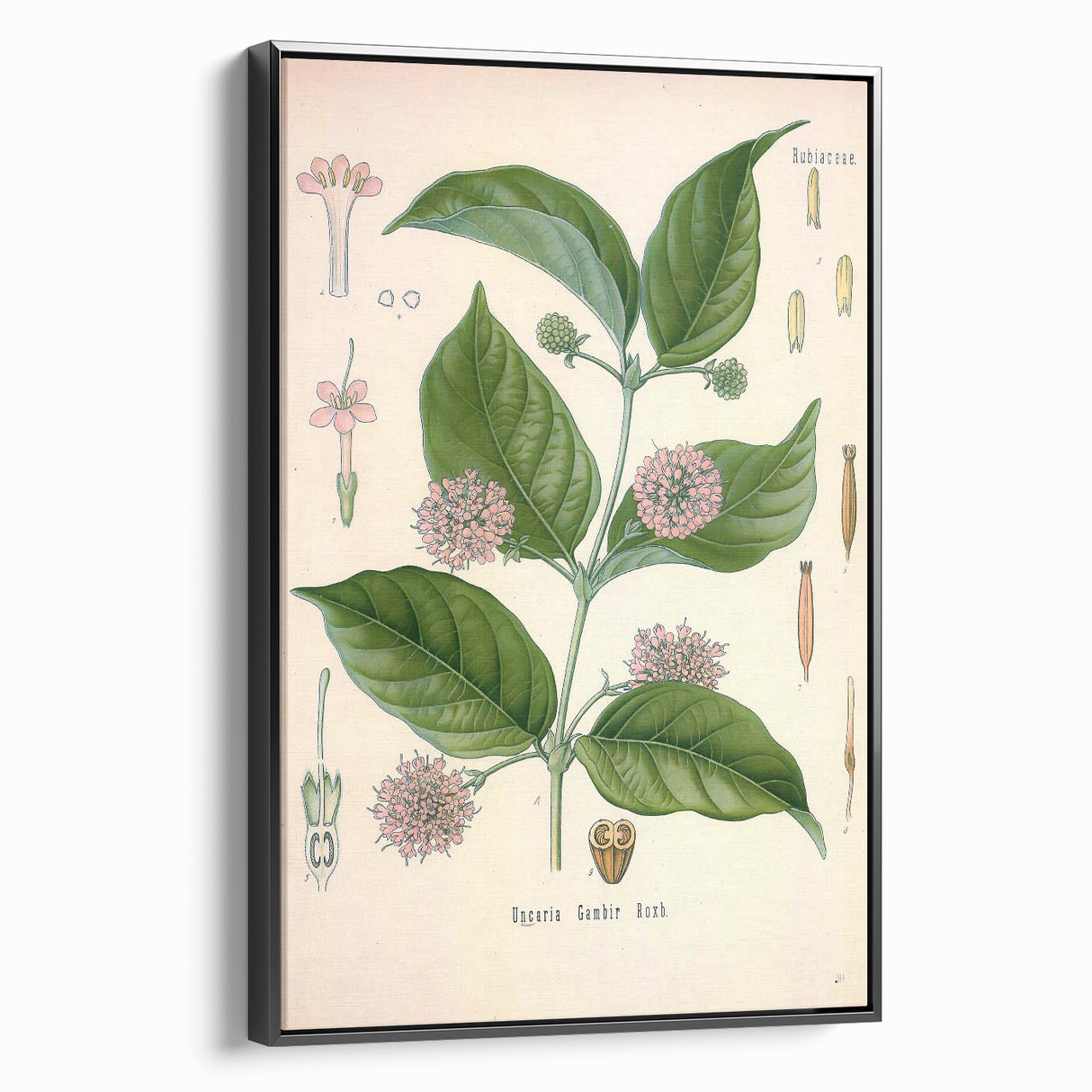 Vintage Botanical Art Print - Uncaria Gambir Gambir Plant Illustration