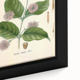 Vintage Botanical Art Print - Uncaria Gambir Gambir Plant Illustration