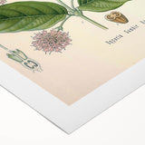 Vintage Botanical Art Print - Uncaria Gambir Gambir Plant Illustration