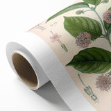 Vintage Botanical Art Print - Uncaria Gambir Gambir Plant Illustration