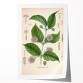 Vintage Botanical Art Print - Uncaria Gambir Gambir Plant Illustration