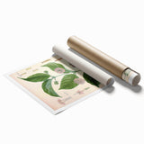 Vintage Botanical Art Print - Uncaria Gambir Gambir Plant Illustration