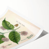 Vintage Botanical Art Print - Uncaria Gambir Gambir Plant Illustration