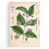 Vintage Botanical Art Print - Uncaria Gambir Gambir Plant Illustration