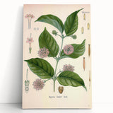 Vintage Botanical Art Print - Uncaria Gambir Gambir Plant Illustration