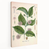 Vintage Botanical Art Print - Uncaria Gambir Gambir Plant Illustration