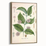 Vintage Botanical Art Print - Uncaria Gambir Gambir Plant Illustration